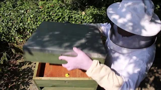 Beekeeping UK - Hive inspection and lighting a smoker  Must Watch!!