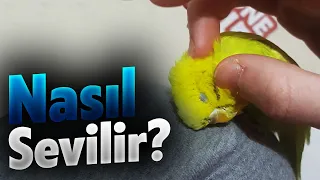 Kuşumu Nasıl Sevebilirim ? - Muhabbet Kuşu Nasıl Sevilir ? - Muhabbet Kuşumu Nasıl Severim ?