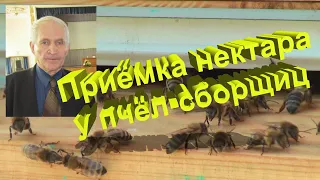 Профессор Кашковский: принимают ли пчелы нектар от сборщиц?