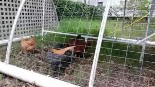 PVC chicken tractor