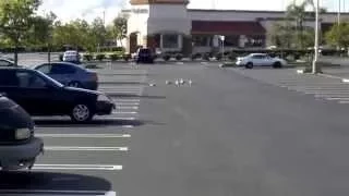 Чайки отдыхают прямо на парковке