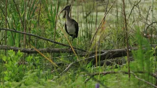 Harris Neck National Wildlife Refuge | Wikipedia audio article