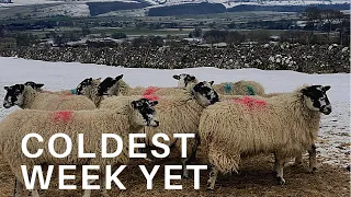 ICY GRIP - FARM LIFE IN WINTER - DALE FARM SHEEP FARMING PEAK DISTRICT