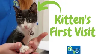 Kitten's First Vet Visit and Vaccinations!