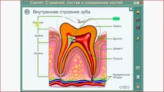 Зубы.Зубная формула. ЕГЭ и ОГЭ по биологии