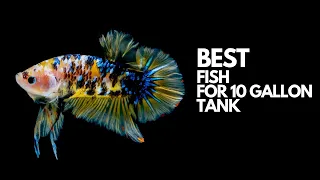 Best Fish For 10 Gallon Fish Tank (explained) in 10 minutes!