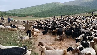 Under the shadow of the herd: Introduction to the secrets of rural life