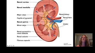 Introduction to Renal