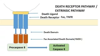 APOPTOSIS PART 1: Definition, Causes & Mechanism/Pathways