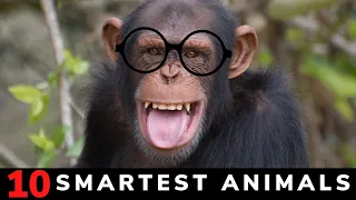 Top 10 Smartest Animals in The World - List of The Most Intelligent Animals on Earth [2021]