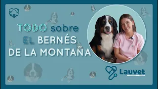 TODO SOBRE EL BERNÉS DE LA MONTAÑA O BOYERO DE BERNA - Lauvet