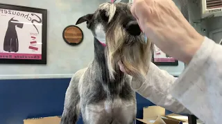 Grooming 101: How to properly brush your dogs hair and get knots/mats out