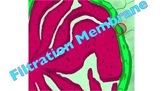 Filtration Membrane of Renal Corpuscle