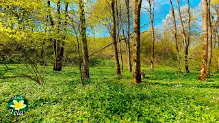 10 hours Nature Sounds of Spring Forest for Long and Relaxing Sleep