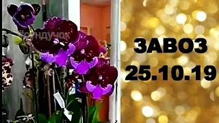 🌸Продажа орхидей по Украине. (завоз 25. окт. 19 г.) Отправка в любую точку. ЗАМЕЧТАТЕЛЬНЫЕ КРАСОТКИ