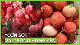 Vải trứng Hưng Yên - "cơn sốt" trên thị trường trái cây | VTC16