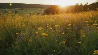 Peaceful Piano: Tranquility for Your Mind│Friedlicher Klavier: Ruhe für deinen Geist