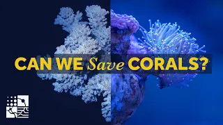 Can we save coral reefs from extinction? | Corals: On the Brink