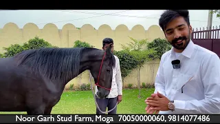 Punjab ~ India’s Top Stud Farm Noorgarh Stud Farm| Setup Tour | Marwari And Nukra Horses | Scoobers