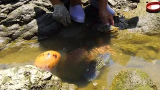 大退潮好货都被困在浅水中，这么刺激的赶海，阿兴头一回遇到