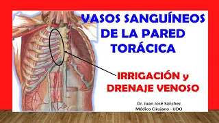 🥇 BLOOD VESSELS OF THE CHEST WALL, (Arteries and Veins), Easy, Fast and Simple.