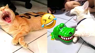 Try Not To Laugh - Funniest Dogs 🐶 And Cat 😹 Videos 😁 - Best Funny Animal Videos 2023 😇 #16
