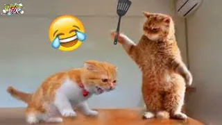 Funniest Animals 2023 😂 Funniest Cats 🐈 and Dogs🐕 Video Part 33 || Cartoon Box