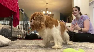 Cavalier Puppy Livestream: Playing with the Big Dogs