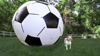 Puppy vs GIANT Soccer Ball: Cute Puppy Dog Indie Gets Soccer Ball Surprise!