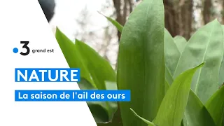 La cueillette de l'ail des ours