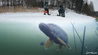 РЕАКЦИЯ ОГРОМНОЙ ЩУКИ НА МЁРТВУЮ РЫБКУ! Подводная съемка