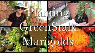 Planting GreenStalk Marigolds | Growing in GreenStalk Vertical Garden Planters Series Episode 5