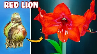 Growing Red Amaryllis Flower Time Lapse - Bulb to Blossom (48 Days)