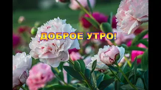 Прекрасного доброго утра! С добрым утром и хорошим днем!