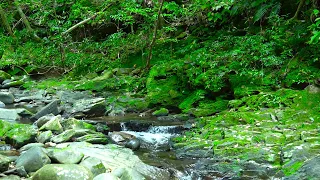 Relaxing Stream River, relaxing nature video, sleep sounds, water sounds