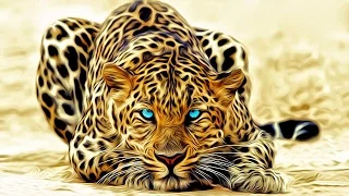 Дикая природа Необычный леопард Совершенная кошка National Geographic Wild
