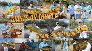 GIant Peacock Bass in the Amazon with Bucket List Fly FIshing 2024 - A record-breaking season