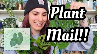 WISHLIST PLANT UNBOXING!! 😯 two beautiful plants from Jax's Jungle + I finally got another Hoya!! 🌿