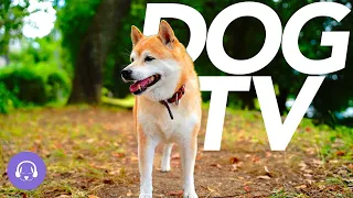 DOG TV - 20 Hour Virtual Dog Walking Experience! Nature Trails for Dogs 🐶