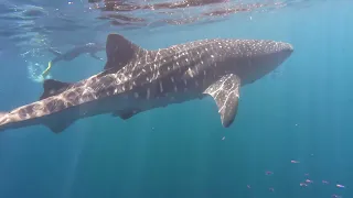 Whale Sharks, Ningaloo Coast WA.