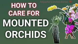 How to care for mounted orchids (light, watering, fertilizer)