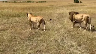 Serengeti Lion on patrol with Lioness