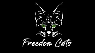 Квартирник группы Freedom Kats