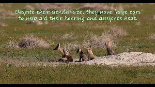 Kit Foxes of Utah