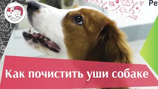 5 правил чистки ушей собаки на ilikepet