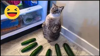 New Funny Videos 2023 😍 Cutest Cats and Dogs 🐱 Funny Animals