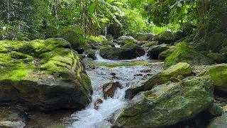 Babbling Brook in the Mountains, Soothing Nature Sounds for Deep Sleep, Study and Relaxation