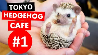 Tokyo's Best Hedgehog Cafe | SUPER CUTE