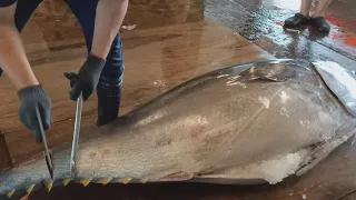 458kg Giant Bluefin Tuna Superb Cutting Skills