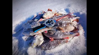 ВОТ ЭТО РЫБАЛКА! ЖОР ОКУНЯ НА Безмотылку. Ловля на мормышку.